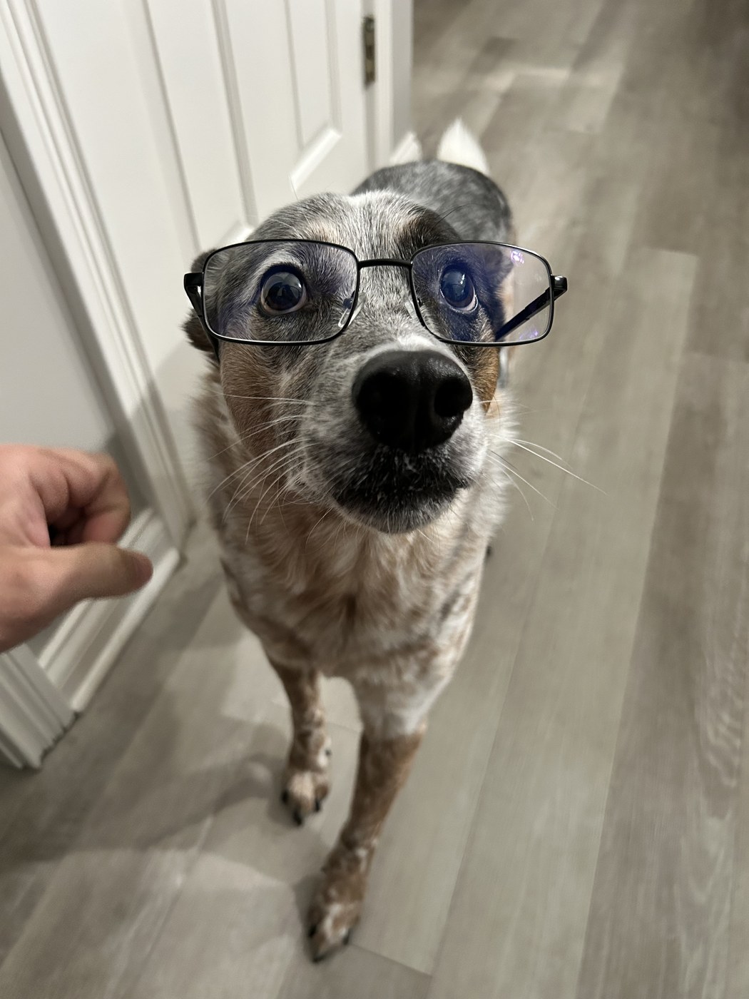 Nin, Tabitha and Sam's dog, wearing glasses